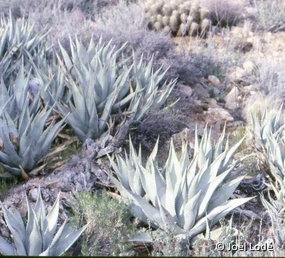 Agave desertii (Anza-Borrego Desert, Ca.)